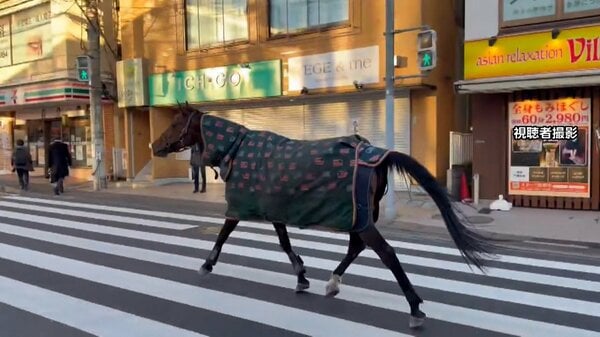 明治大学の馬が一時脱走「徘徊している」と110番通報…路上歩き回り自ら生田キャンパスに戻る 馬術部が飼育 川崎市|FNNプライムオンライン