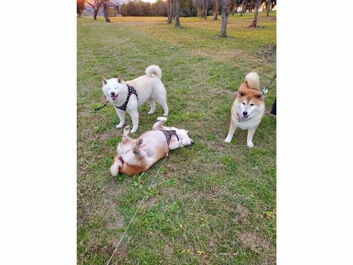 提供:柴犬ななさん