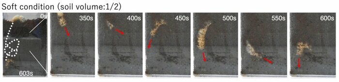 カブトムシの幼虫が蠕動運動しながら地面を直線的に掘り進む様子【Adachi, H., Ozawa, M., Yagi, S. et al. Pivot burrowing of scarab beetle (Trypoxylus dichotomus) larva. Sci Rep 11, 14594 (2021)】