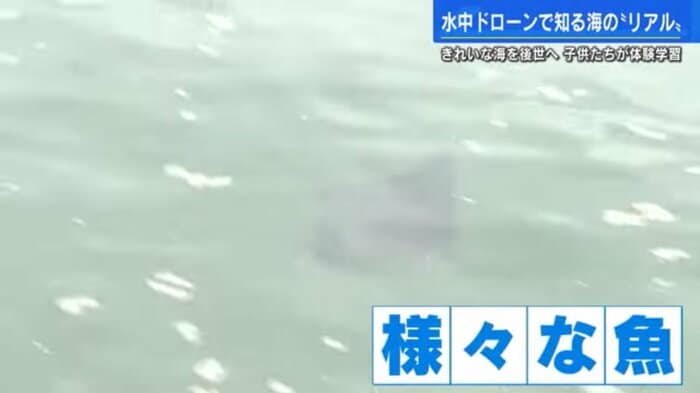 エイ