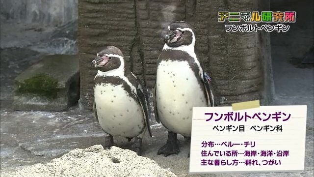 フンボルトペンギン