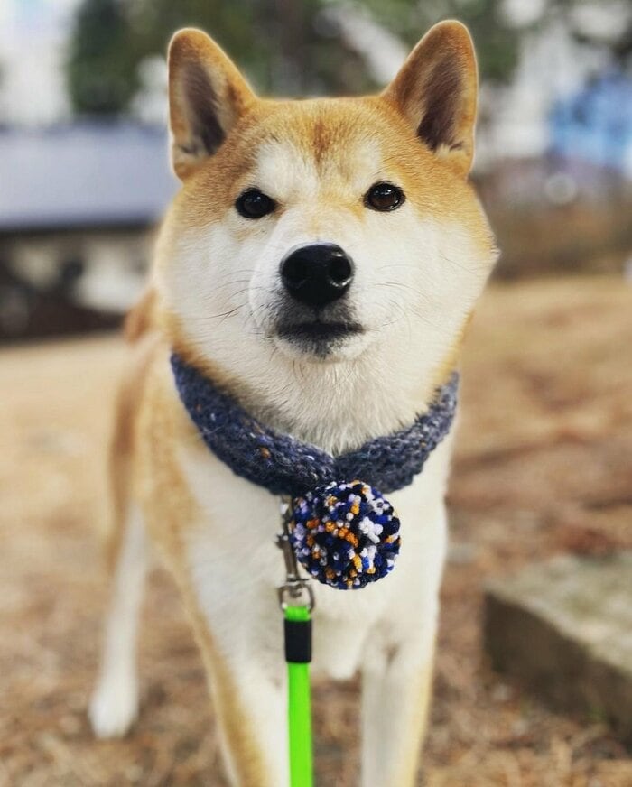 松くん