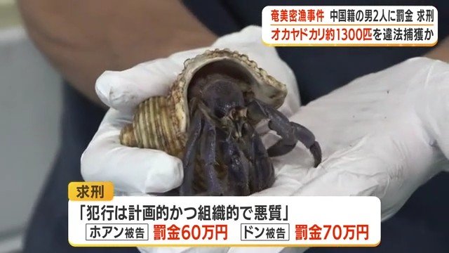 押収された オカヤドカリ