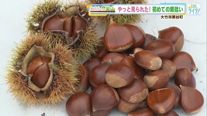 ようやく出合えた、栗谷町の秋の恵み