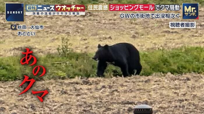 木に登る前のクマ