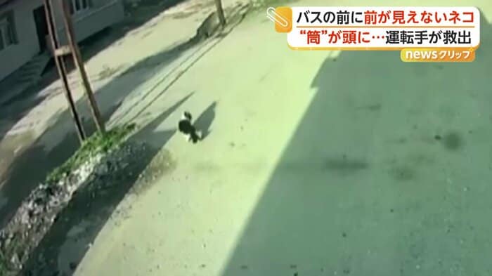 運転手の方を振り返るネコ（IHA）