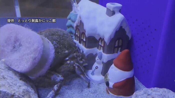 クリスマスオブジェに接近するカイカムリ