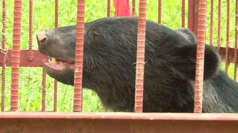 果樹園近くで体長1メートル超のクマ捕獲…モモを食い荒らしたか　目撃情報が相次ぐ　地元は安堵の声　宮城・登米市｜FNNプライムオンライン