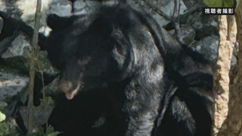 兵庫県「ドングリ類が不作の見通しでツキノワグマの出没が多くなる可能性高い」注意呼びかけ　クマの目撃相次ぐ　兵庫県で県内初「緊急銃猟」実施　丹波市氷上町・宍粟市・豊岡市但東町に出没　奈良・明日香村でも…　｜FNNプライムオンライン