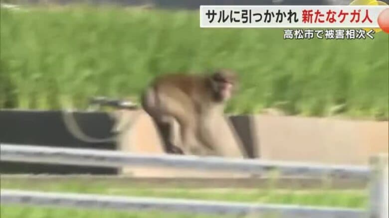 住宅地を逃げるサルを発見　高松市庵治町で相次ぐ襲撃被害　２５日も９０代女性が頭などに軽いケガ【香川】｜FNNプライムオンライン