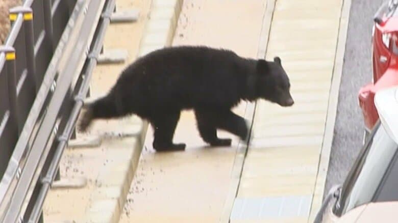 町に現れる『クマ』意外に好むにおいは「ぬか漬け」強いにおいに寄ってくる　関西の住宅街でも目撃「どこで遭遇してもおかしくない」｜FNNプライムオンライン