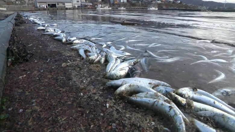 北海道南部で養殖魚の”全滅”相次ぐ『トラウトサーモン1万匹超、ホッケ2000匹』が死ぬ…大量のイワシ流入で”酸欠”か…専門家「大きい生物に追われパニックに」｜FNNプライムオンライン