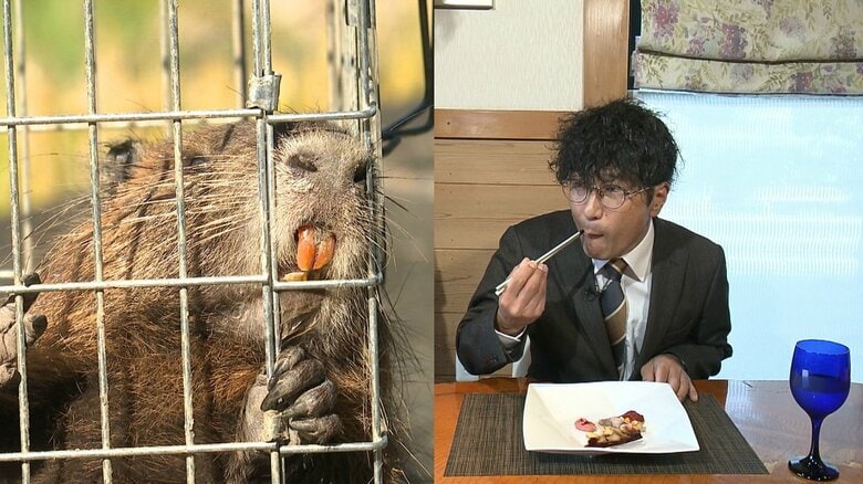 大型のネズミ”ヌートリア”を食べたことはありますか？　生息域拡大で食害に危機感　ジビエとしての活用を模索へ　市長も味に太鼓判｜FNNプライムオンライン