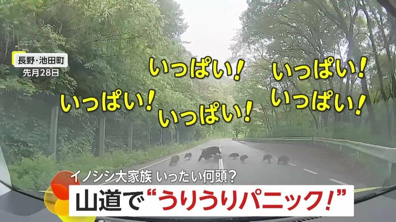 「いっぱい！いっぱい！いっぱい！」車の前に突然イノシシ“大家族”が…ウリ坊引き連れ全14頭が縦横無尽に走り回る　長野・池田町｜FNNプライムオンライン