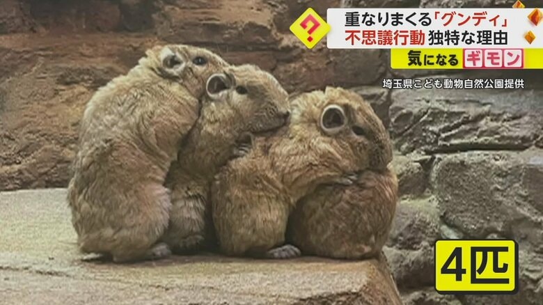ネズミの仲間「グンディ」の特有行動　“何匹も重なる”はコミュニケーションの一つ　埼玉県こども動物自然公園｜FNNプライムオンライン