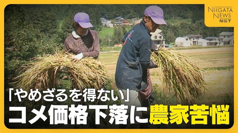 【コメ農家】「今年は完全に赤字」コメの価格下落に危機感…魚沼産コシヒカリの産地から悲痛な声｜FNNプライムオンライン