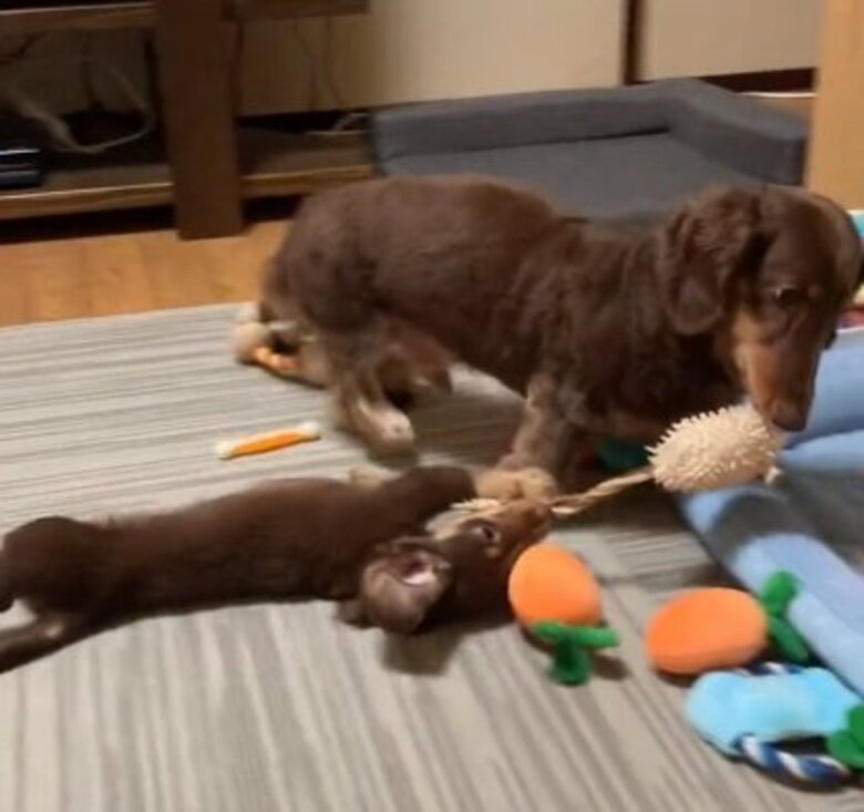 子犬の“遊ぼうアピール”に付き合う11歳おじいちゃん犬の姿が尊い！おもちゃを引っ張って遊び相手…関係性を聞いた｜FNNプライムオンライン