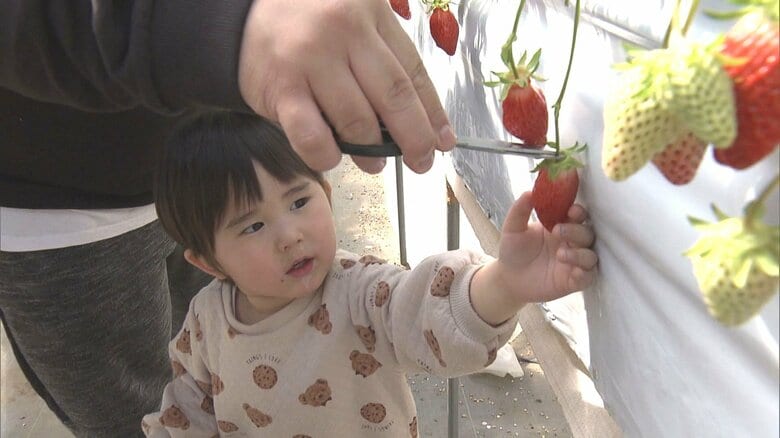 例年より生育悪く…長引く強烈な寒波で『いちご狩り』にも影響 暖房の燃料費高騰で値上げを決断した農園も｜FNNプライムオンライン