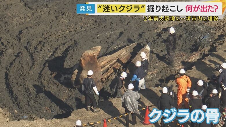2年前の大阪湾“迷いクジラ”を掘り起こし　今後は骨格標本へ…「少なくともあと1～2年かかる」　数年がかりになる理由は骨の中の“脂肪除去”｜FNNプライムオンライン
