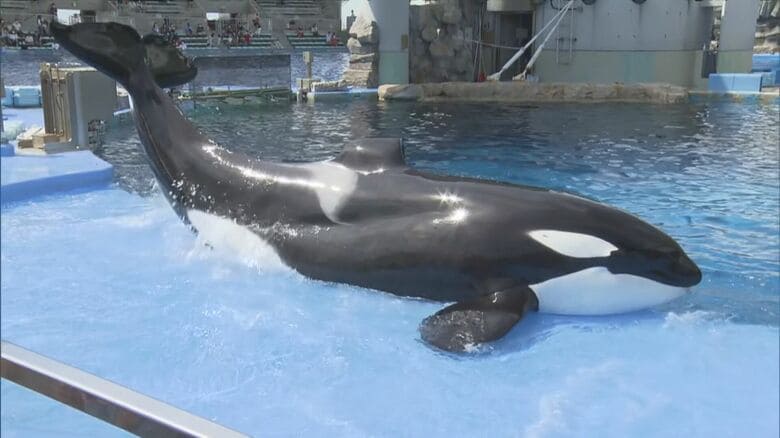 死因は“腸捻転”と判明…名古屋港水族館で死んだ国内唯一のオスのシャチ「アース」骨を標本として残す予定｜FNNプライムオンライン