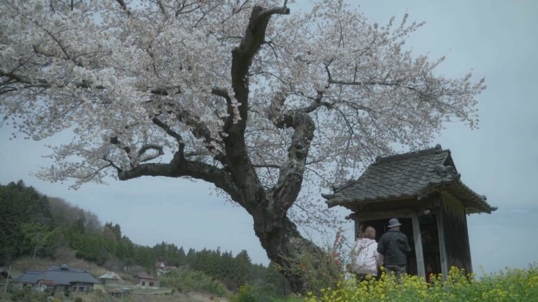 《ふくしま桜紀行2026》田村市・小沢の桜　田畑に佇む一本桜｜FNNプライムオンライン