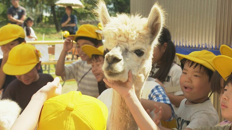 ふわふわ！小学校に“アルパカの親子”入学「一緒にたくさん遊ぼうね」 動物とふれあう楽しさ・命の大切さ学ぶ機会に 新潟・見附市｜FNNプライムオンライン
