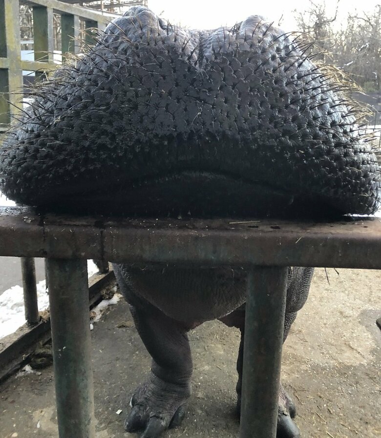 新種の生き物のよう…(提供:那須サファリパーク)