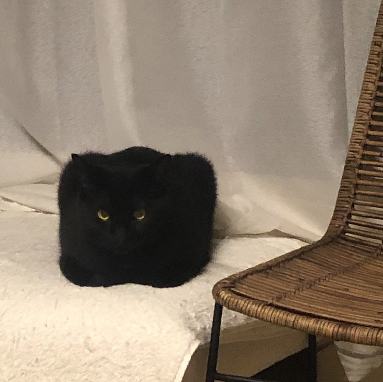 二度見された四角い猫の姿