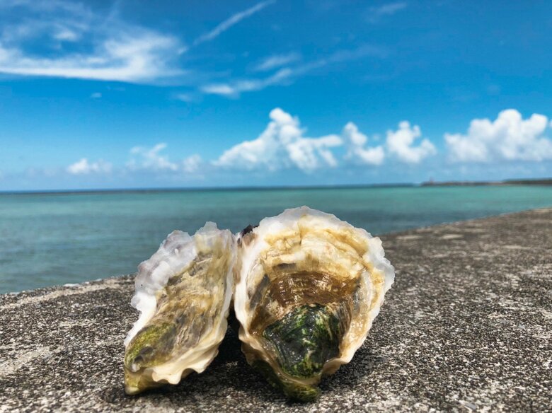 完全陸上養殖した“あたらないカキ”（提供：株式会社ゼネラル・オイスター）