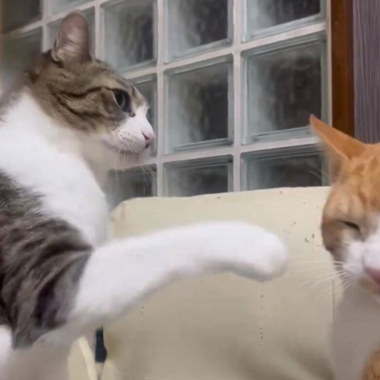 けんかをすることもあるが