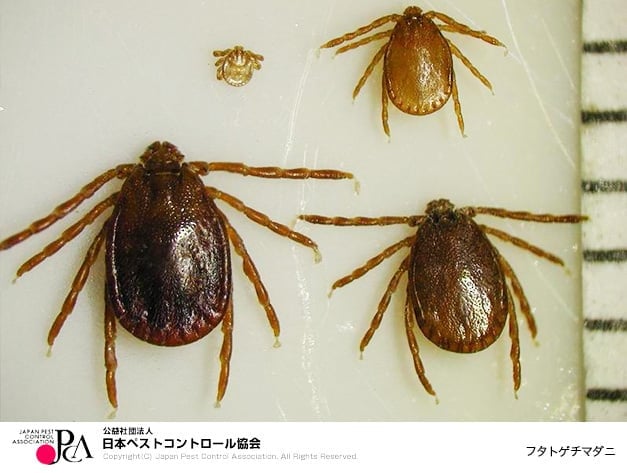 フタトゲチマダニ（画像提供：日本ペストコントロール協会）