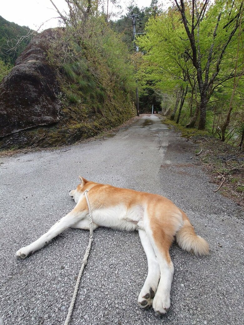 ゴロンしてしまうことも…