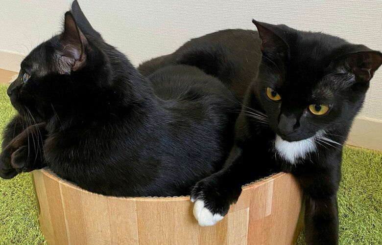 この爪とぎが大好きだという