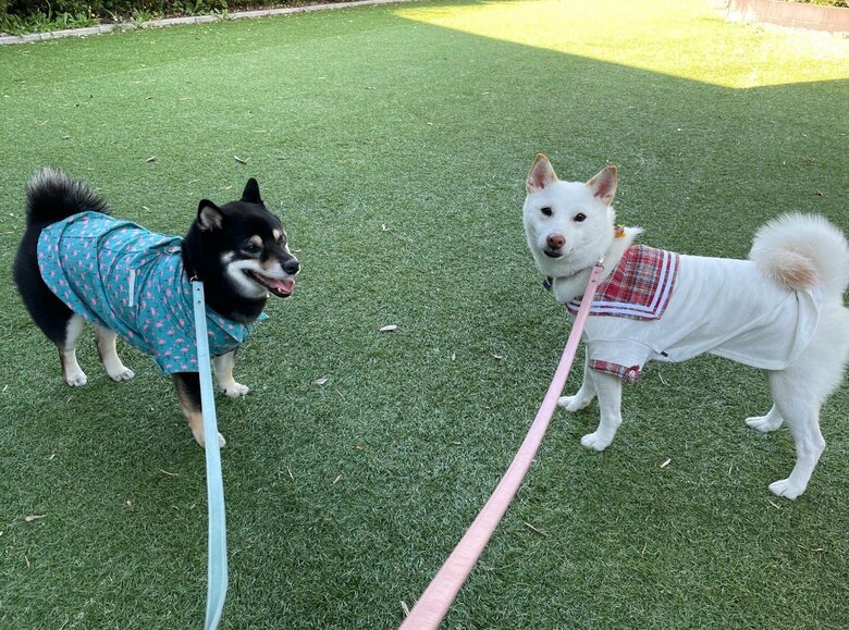 提供：柴犬のくぅとそらさん