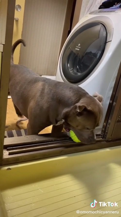 ボールをくわえるおもちくん