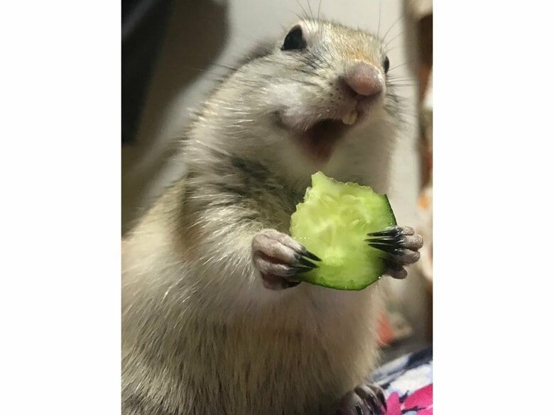 きゅうりを食らう…！
