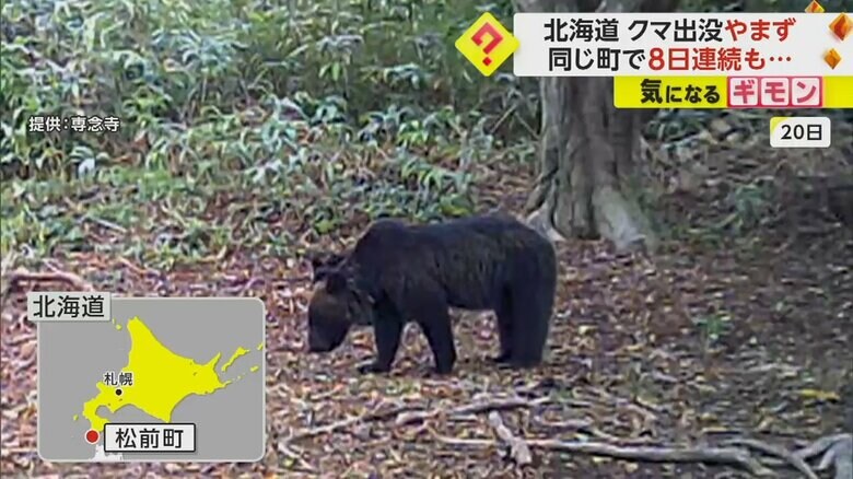 クマの親子が何かを食べている