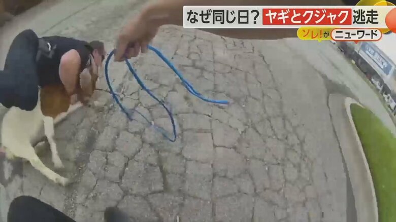 警察官のボディカメラが捉えたヤギをタックルし捕獲する瞬間の映像⑤