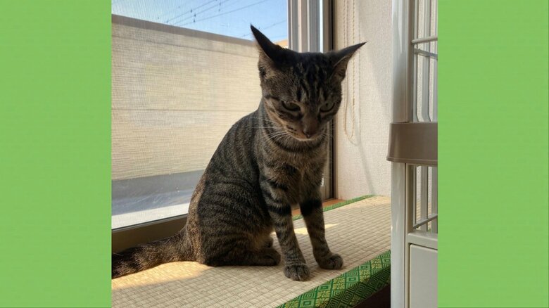 多頭飼育崩壊現場から保護されたディアナ（2歳）