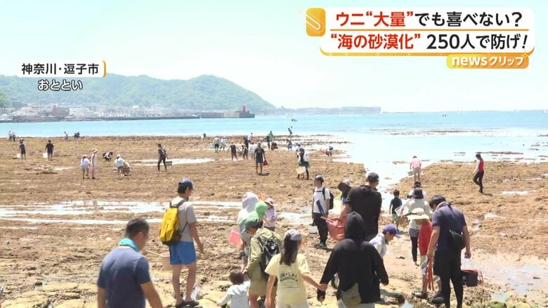 潮が引いた海岸で、ウニを拾い集める人々（17日、神奈川・逗子市）