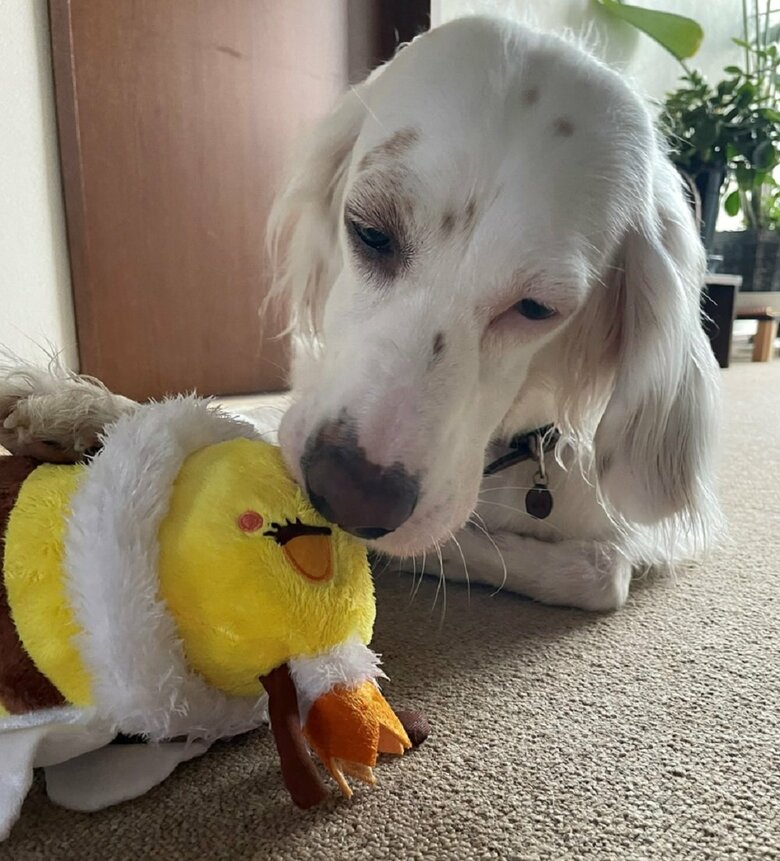 UMAになった時にキャッチしようとしたオモチャ