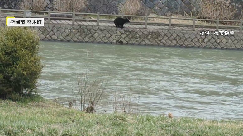 盛岡市材木町の北上川沿いを歩くクマ