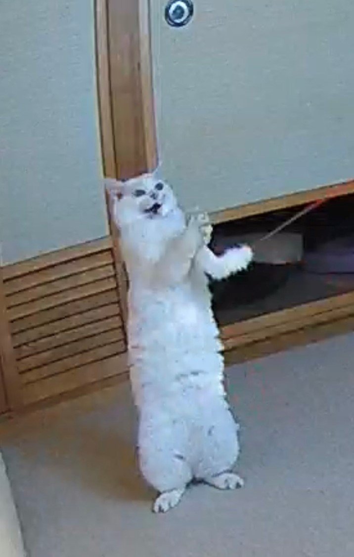 その後は、猫じゃらしでまた遊んでいた