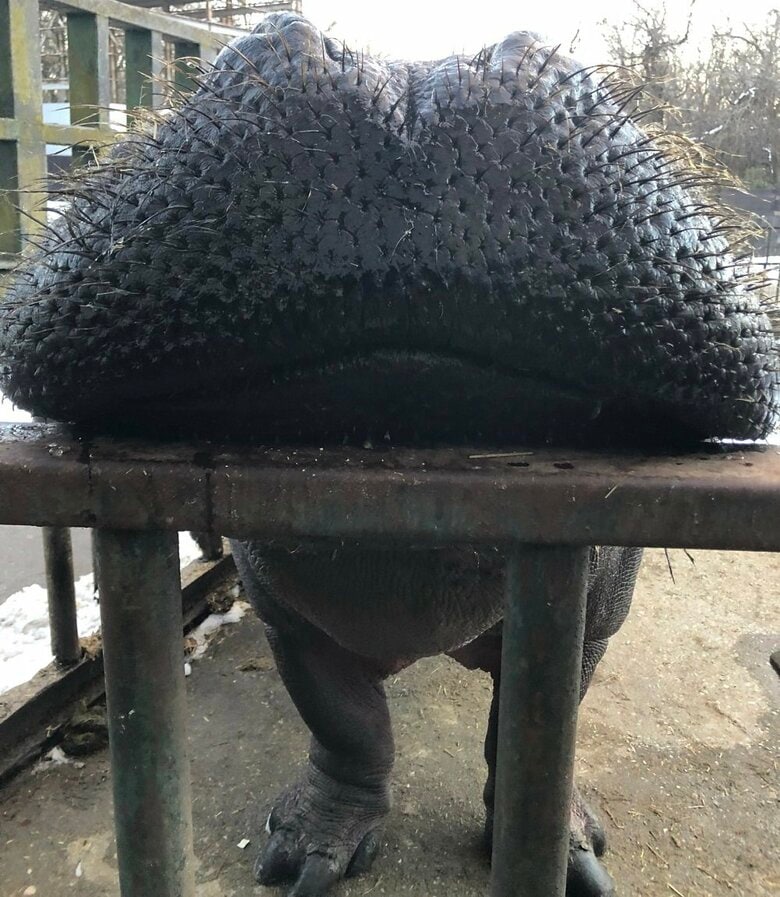 新種の生き物のよう…（提供：那須サファリパーク）