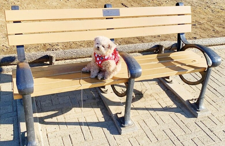公園の椅子の上でぬいぐるみのように、ちょこんと座っている