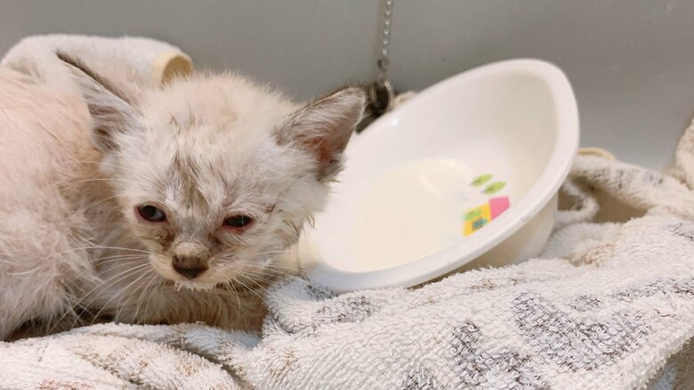 保護当時の様子