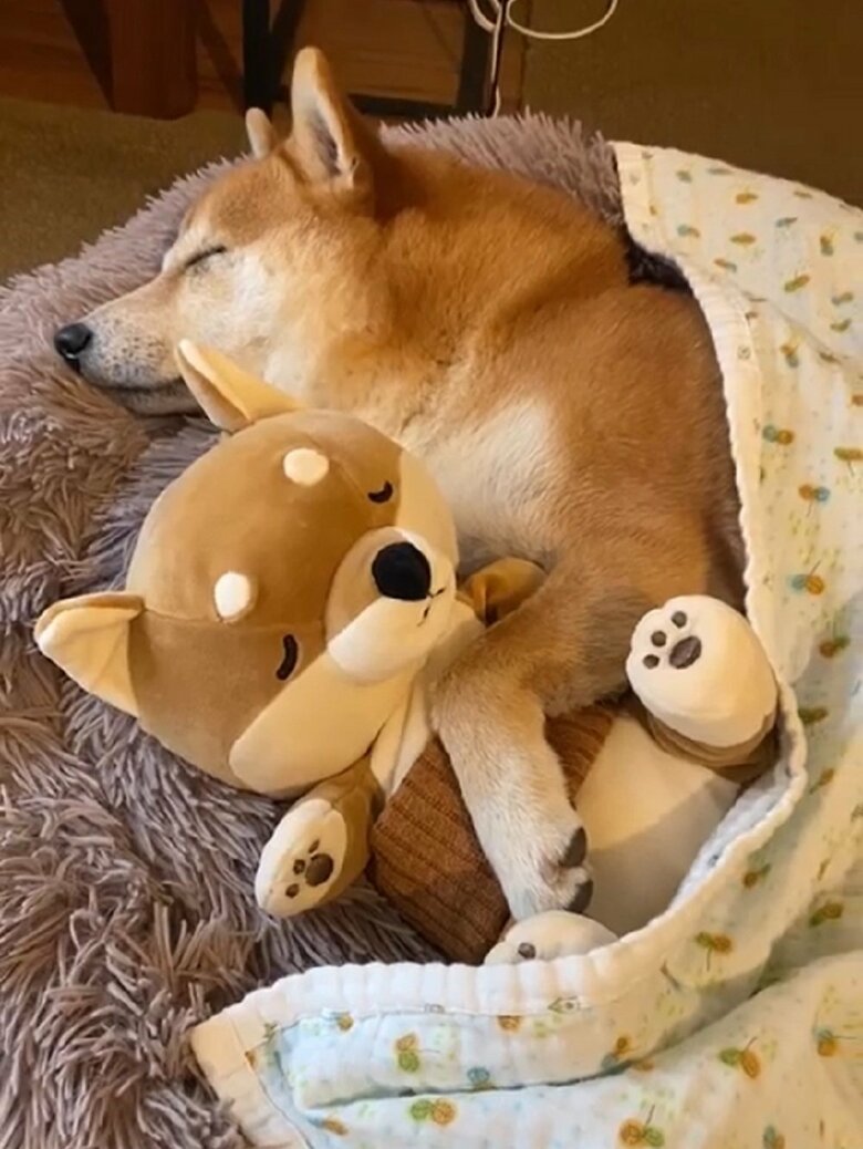 ぬいぐるみと一緒にお昼寝