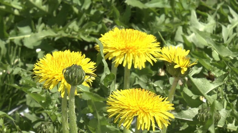 今野さんが3つの畑で約2万本栽培している『日本タンポポ』