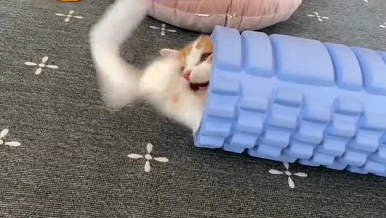 中に入ったまま猫じゃらしで遊んでいるそう