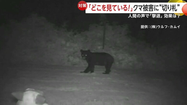 「モンスターウルフ」の音で逃げていくクマ②